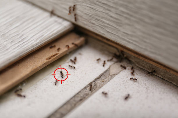 Professional Pest Control in Butler Beach, FL
