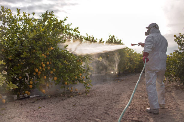 Best Mosquito Control Services  in Butler Beach, FL